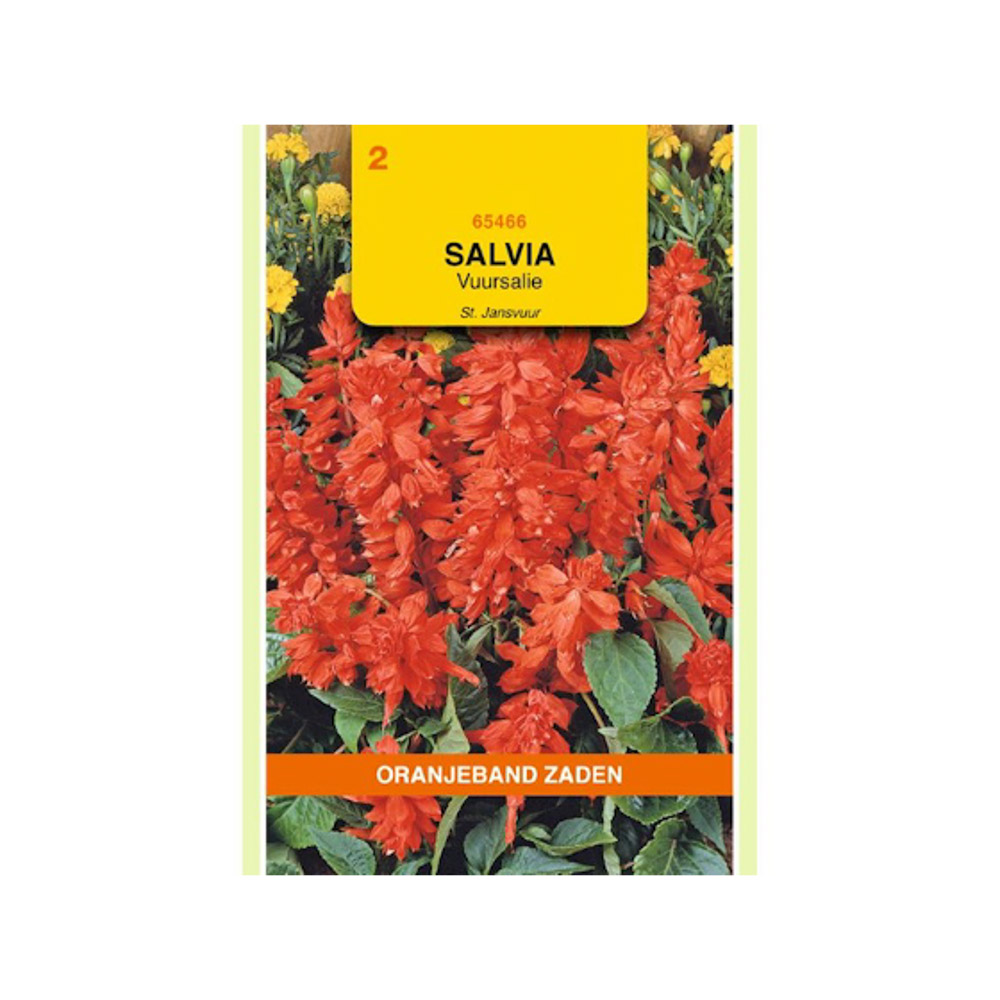 Salvia, Vuursalie St Jansvuur