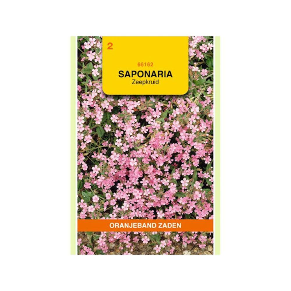 Saponaria, Zeepkruid, roze