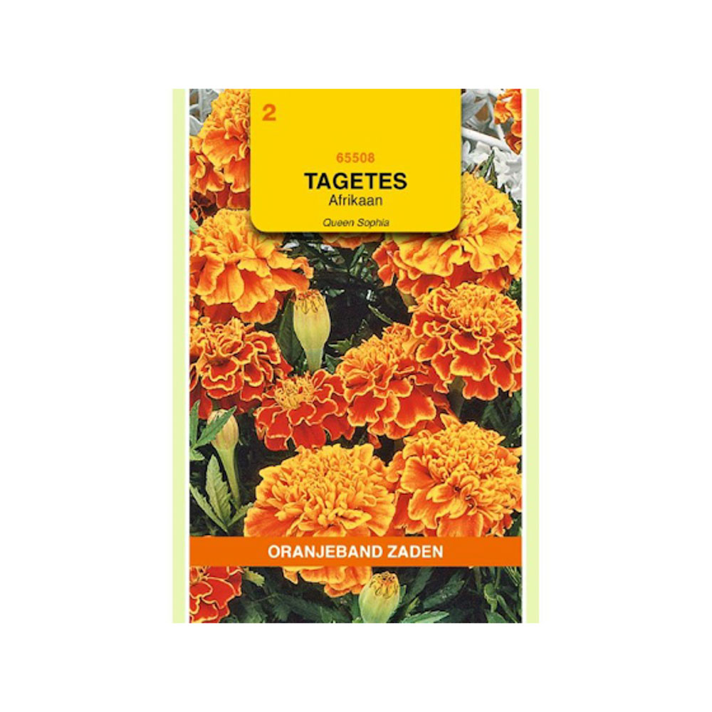 Tagetes, Afrikaan Bolero (vh Queen Sophia)