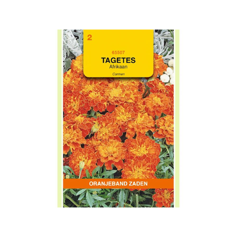 Tagetes, Afrikaan Carmen