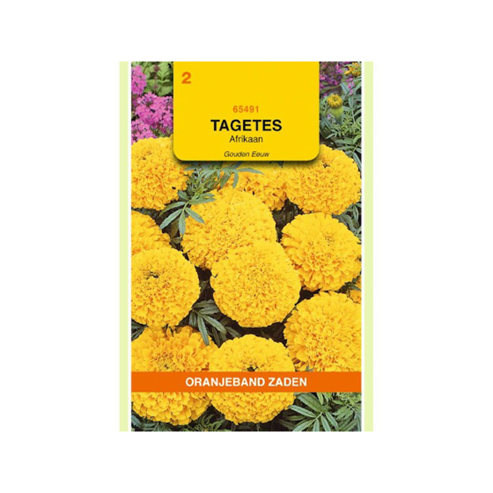 Tagetes, Afrikaan Gouden Eeuw