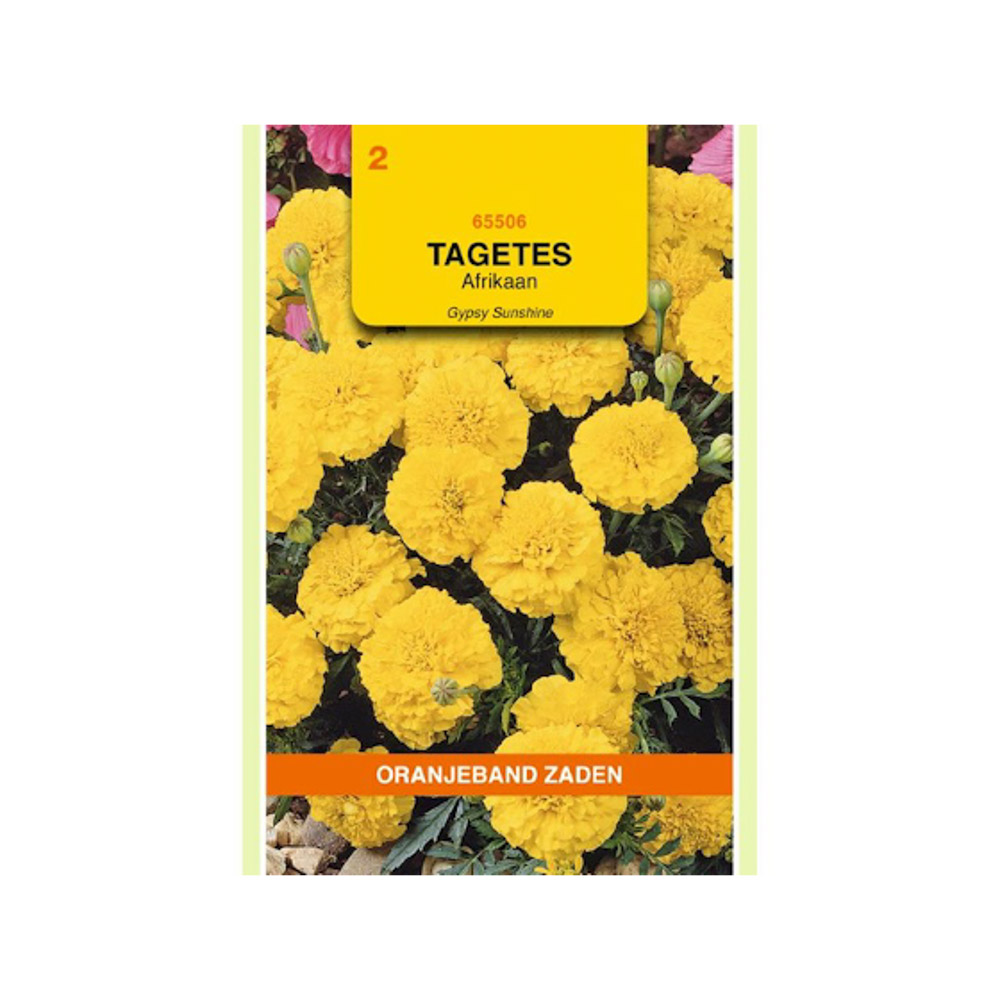 Tagetes, Afrikaan Gypsy Sunshine