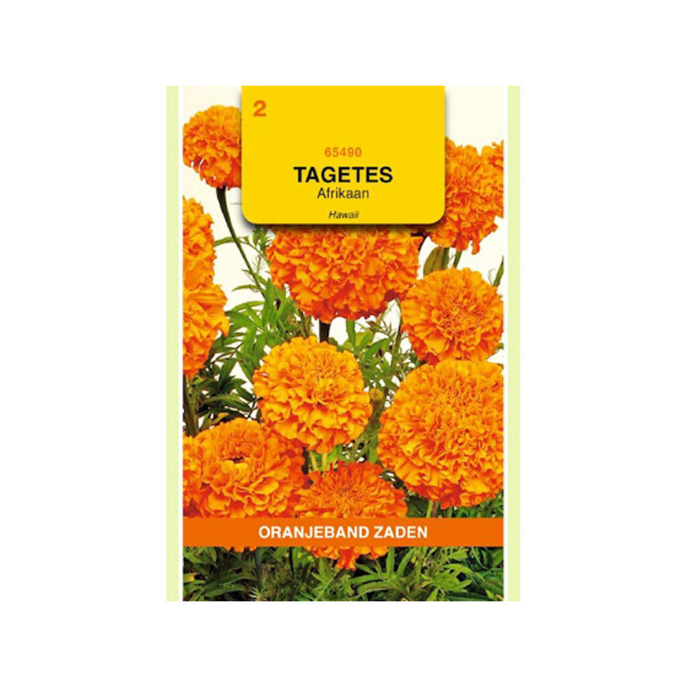  Tagetes, Afrikaan Hawaii