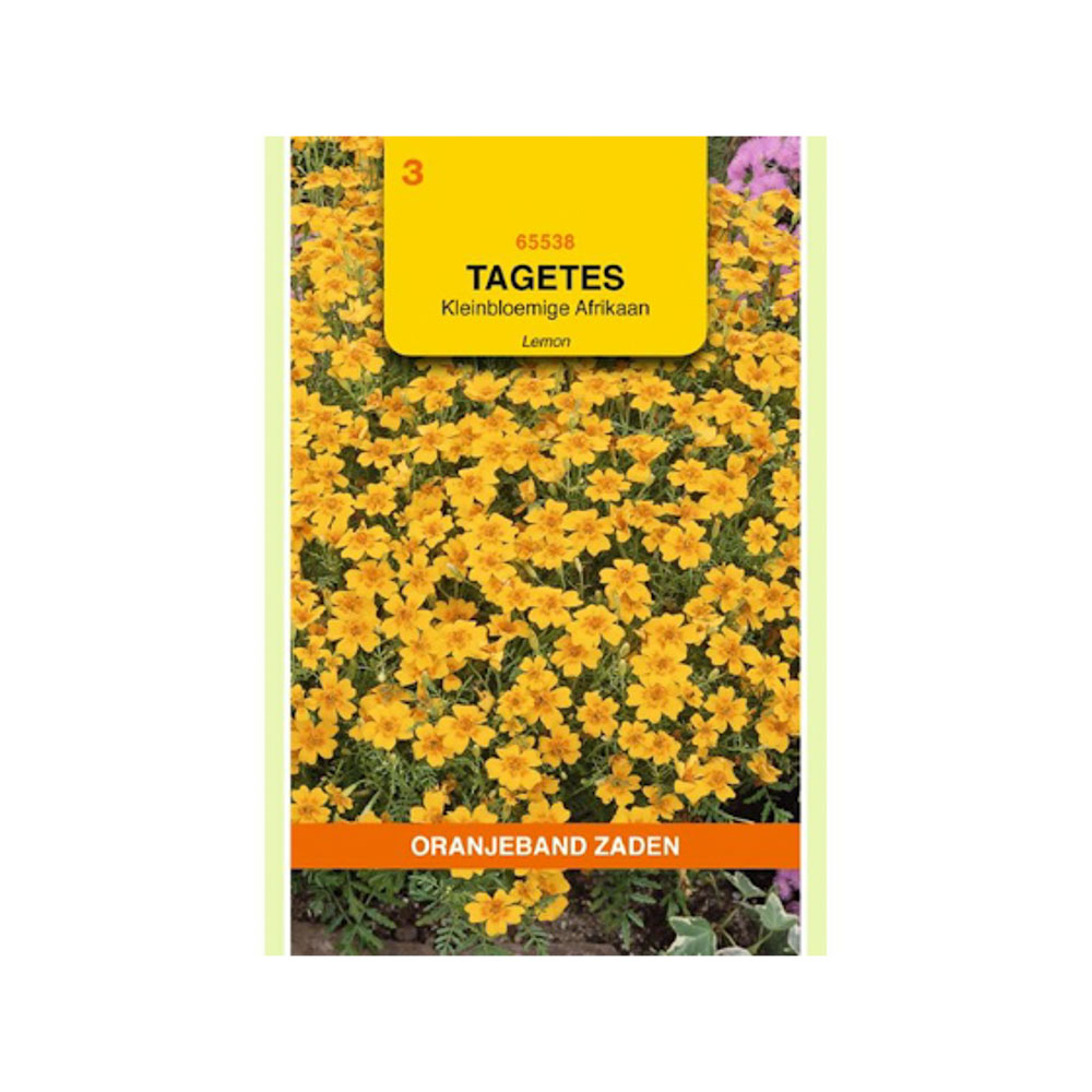 Tagetes, Afrikaan Lemon kleinbloemig, geel