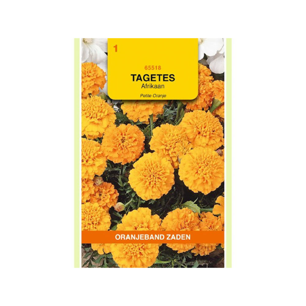 Tagetes, Afrikaan Petite Orange