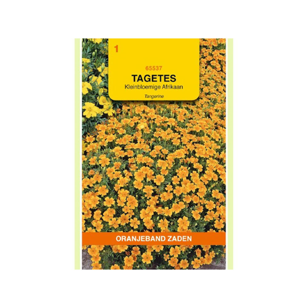 Tagetes, Afrikaan Pumila kleinbloemig, oranje