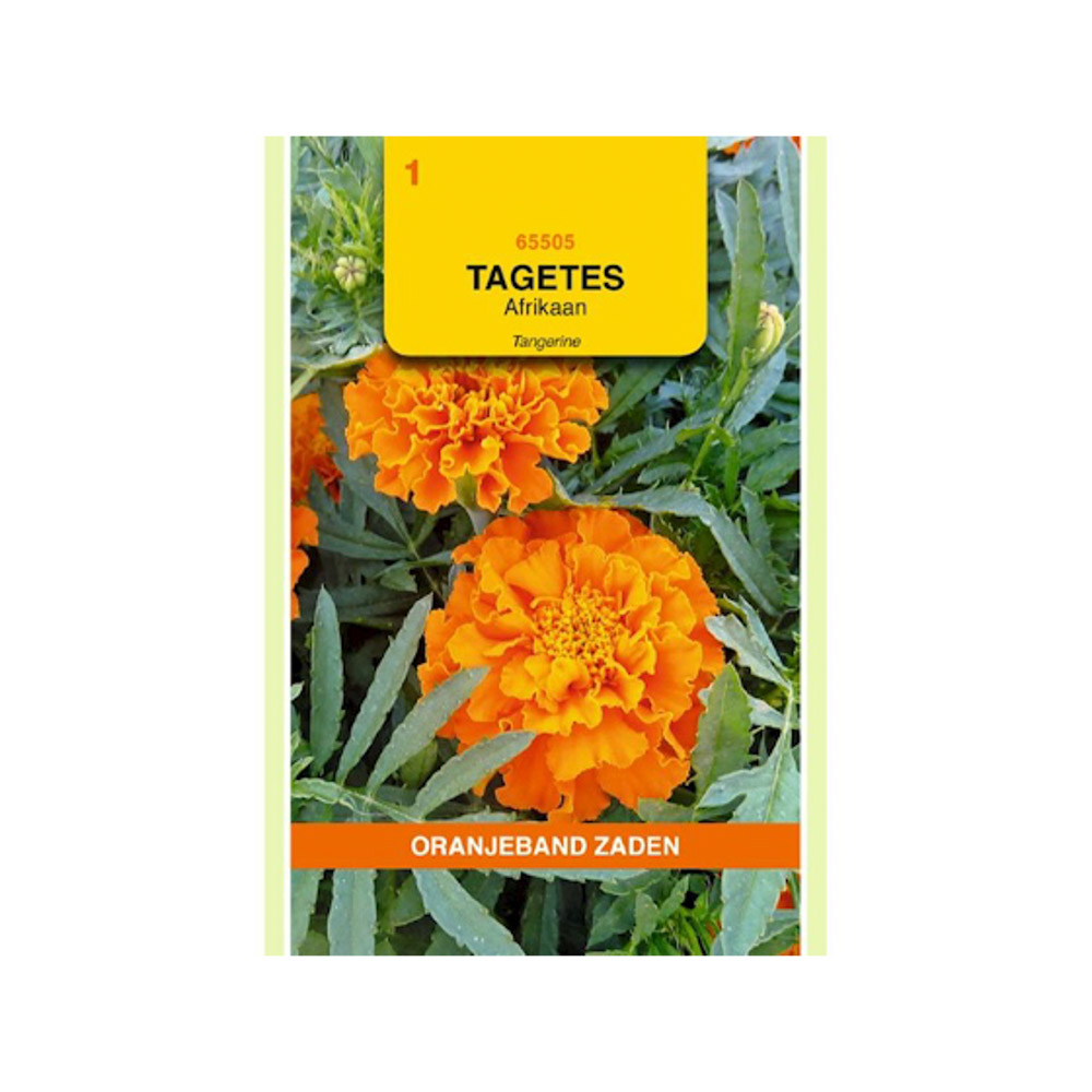 Tagetes, Afrikaan Tangerine