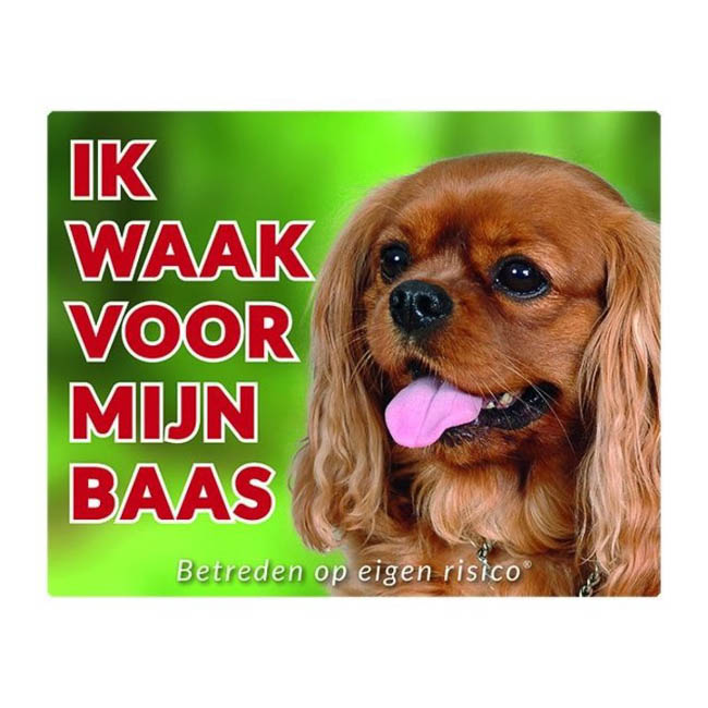 Waakbord Cavalier King Charles Spaniel Blond Groen