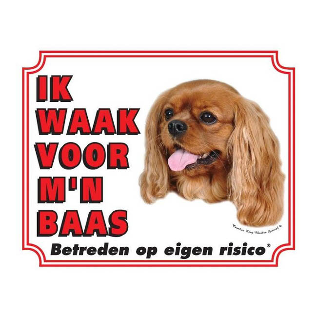 Waakbord Cavalier King Charles Spaniel Blond Wit