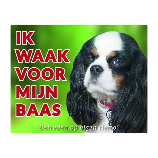 Waakbord Cavalier King Charles Spaniel Tricolour Groen