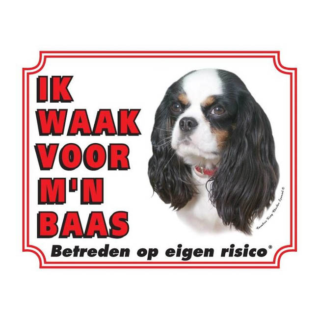 Waakbord Cavalier King Charles Spaniel Tricolour Wit