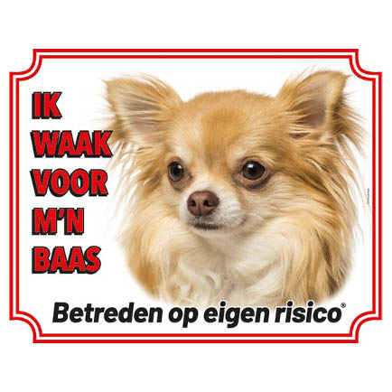 Waakbord Chihuahua Blond Langharig Wit