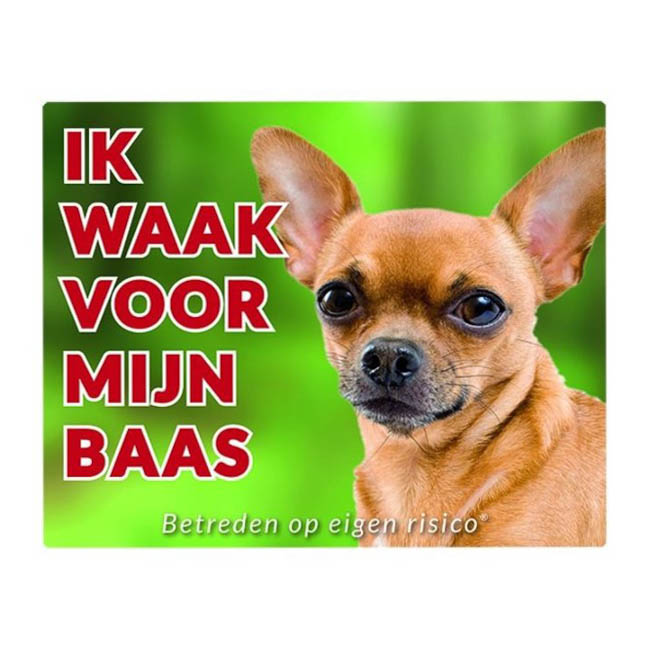 Waakbord Chihuahua Korthaar Blond Groen