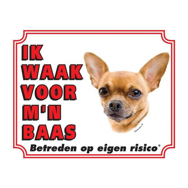 Waakbord Chihuahua Korthaar Blond Wit