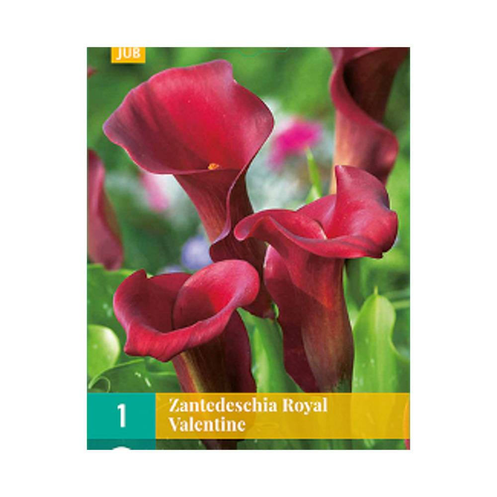 Bloembollen Zantedeschia (Calla) ’Royal Valentine’ JUB Holland