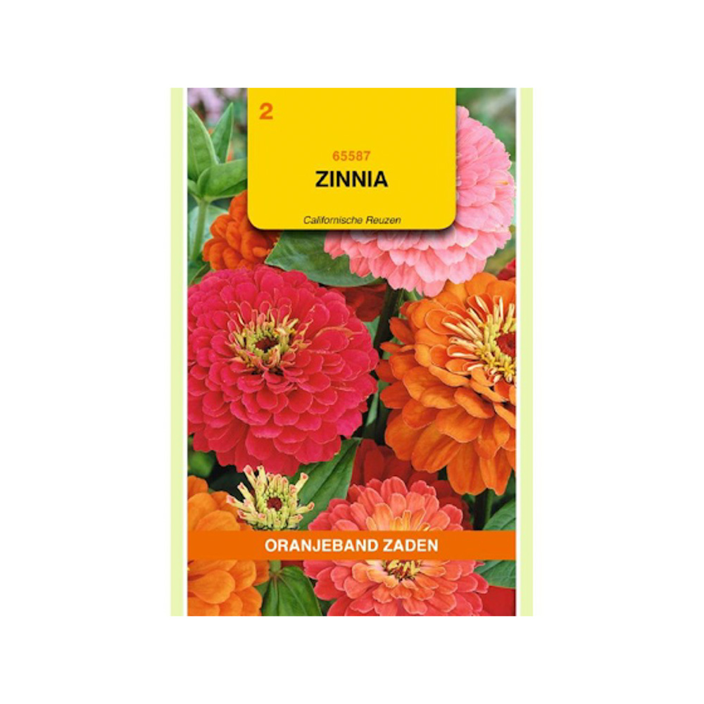 Zinnia Californische Reuzen gemengd