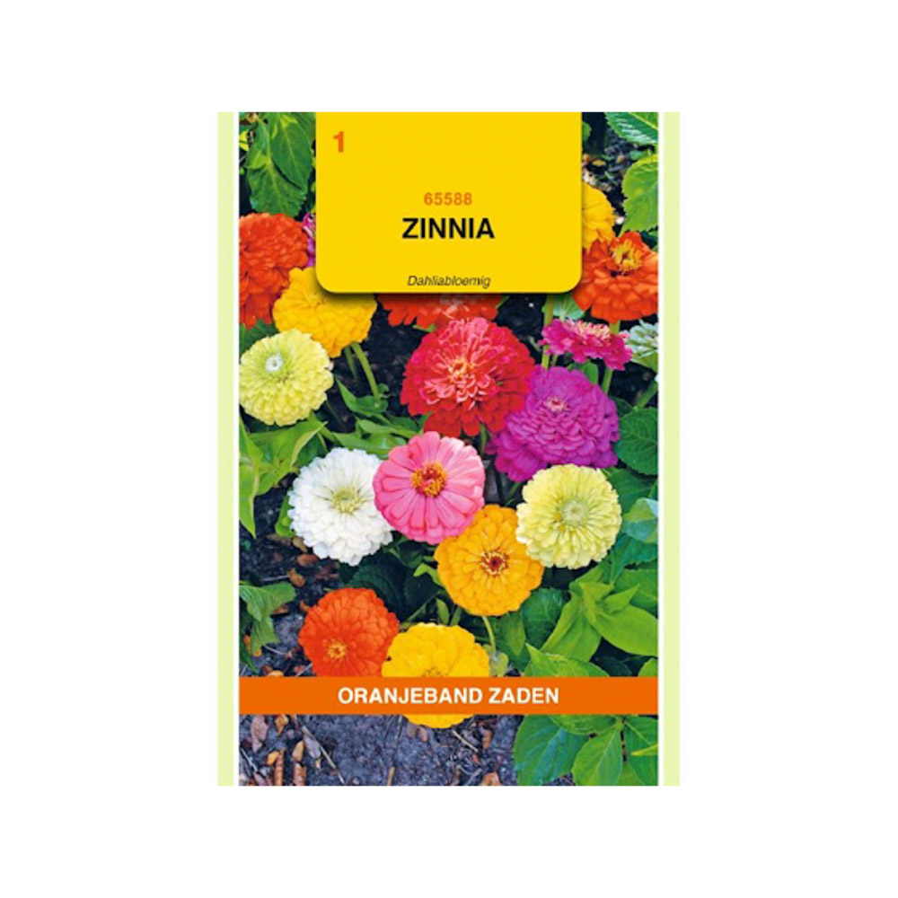  Zinnia Dahliabloemig gemengd