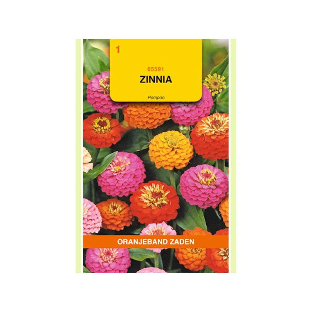 Zinnia Pompon gemengd