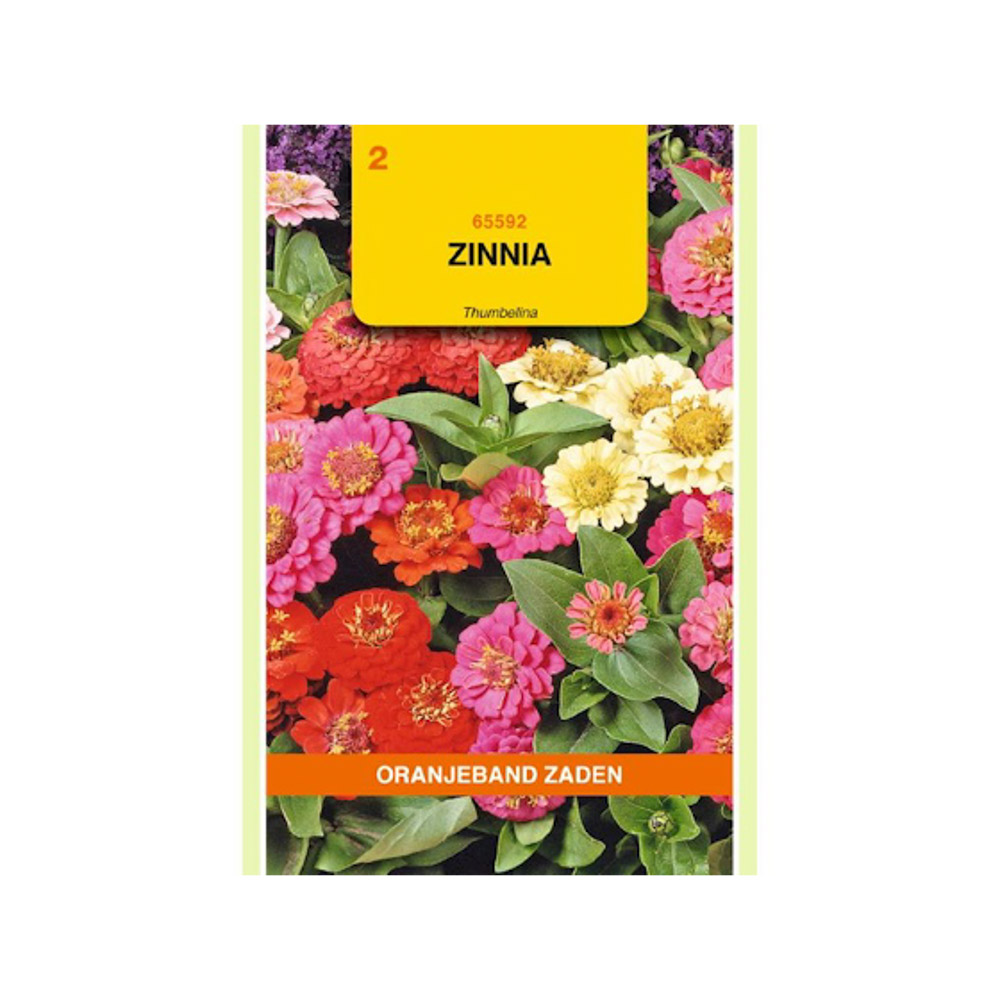  Zinnia Thumbelina gemengd